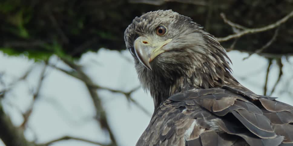 Closeup of an eagle on a tree branch surveying prey