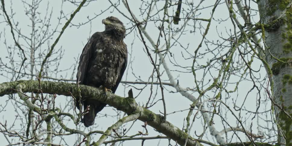 An eagle on the branch of a leafless tree on a windy day