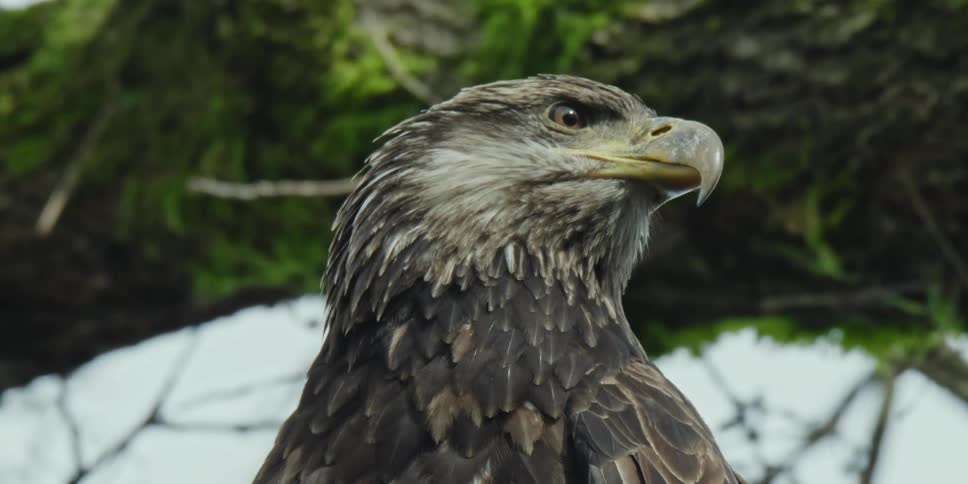 An eagle in a tree looks around