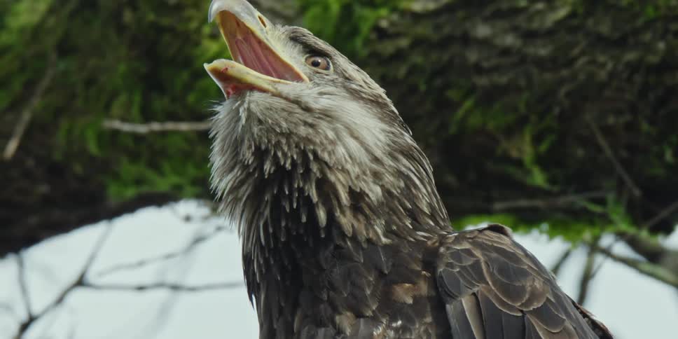 A large eagle leans forward and opens its beak to let out a call