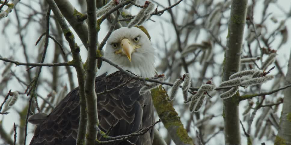 A bald eagle sitting in a tree on a windy day
