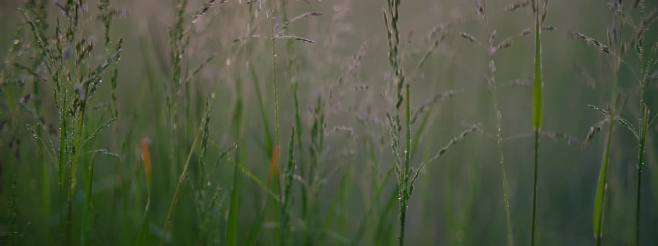 A misty meadow at dawn