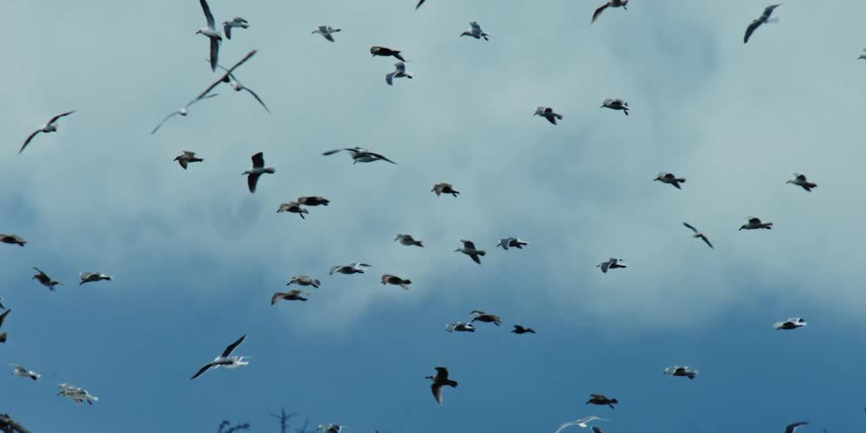 A flock of birds flying in the cloudy sky during the day
