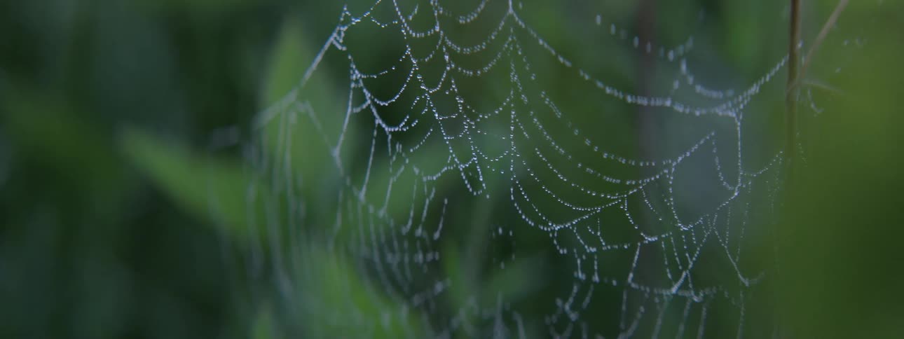 A white spider web in a region with several plants behind that are blurred