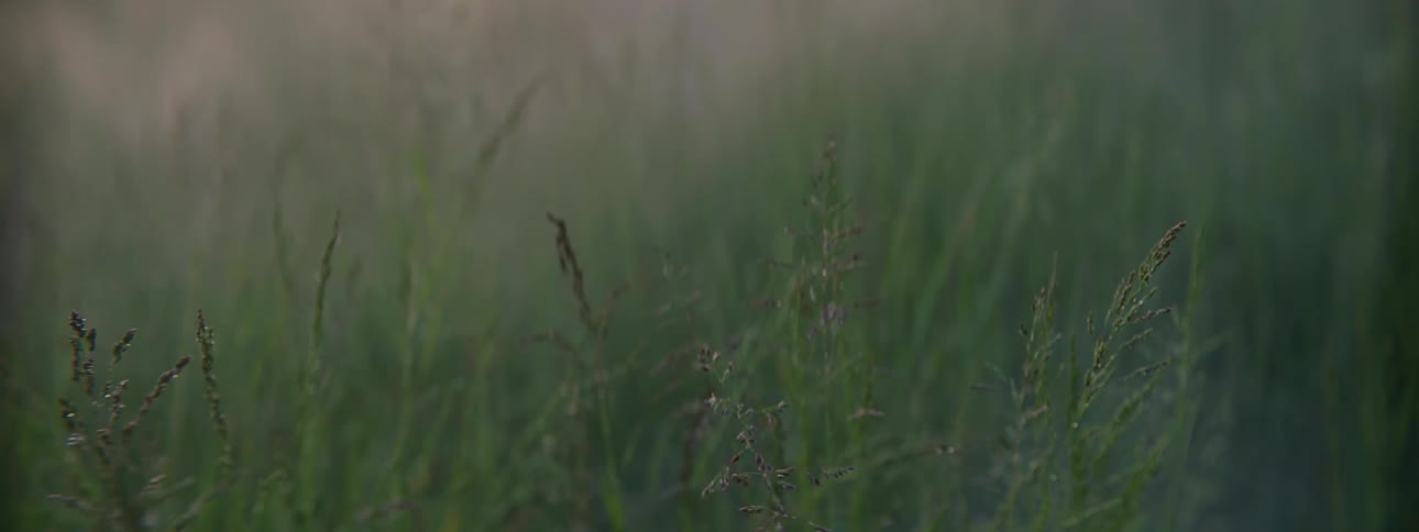 A foggy grassland shot in the morning