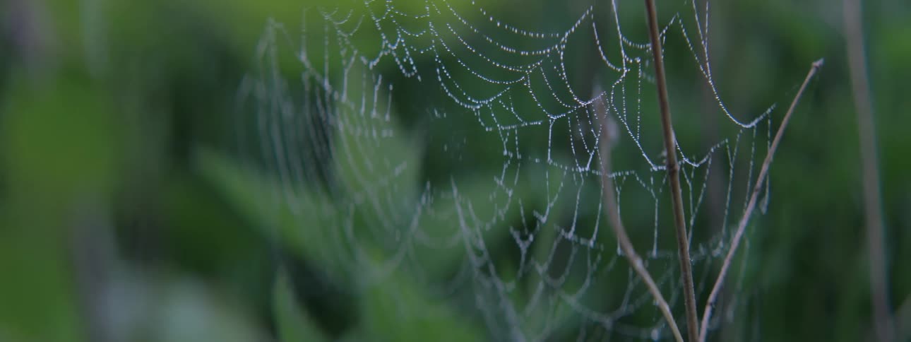 A web covered in dew in a forest