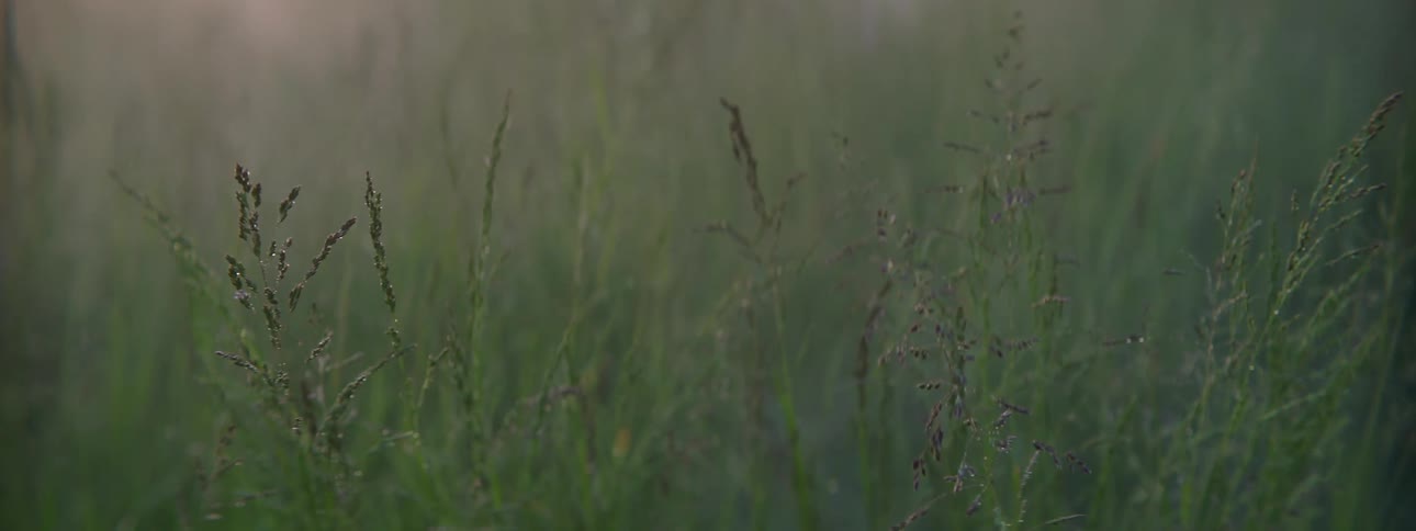 A field full of tall grass has a layer of thick mist hovering over it