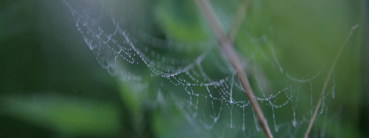 Spider web on an outdoor plant