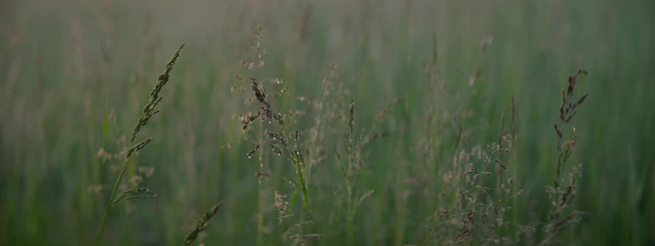 Grass in the meadow during dawn