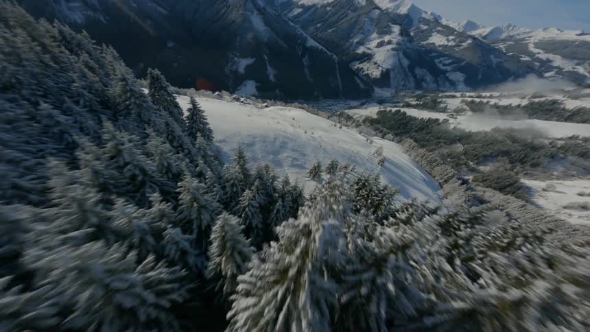 A forest is on the mountain