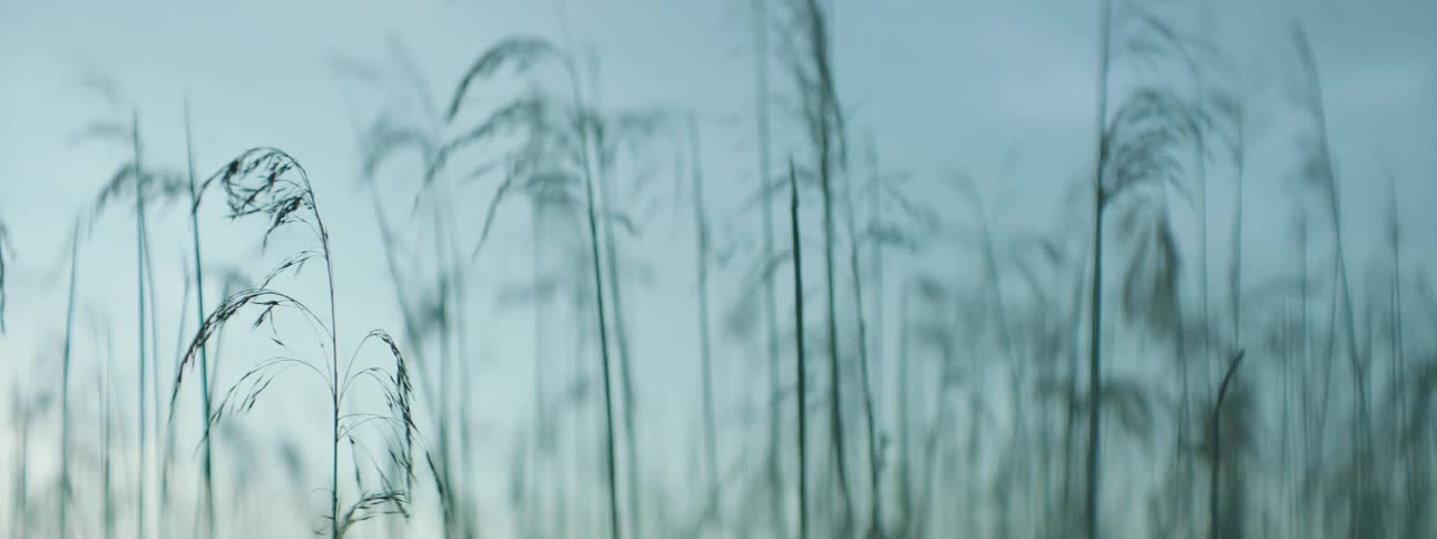 The long grass sways gracefully in the wind