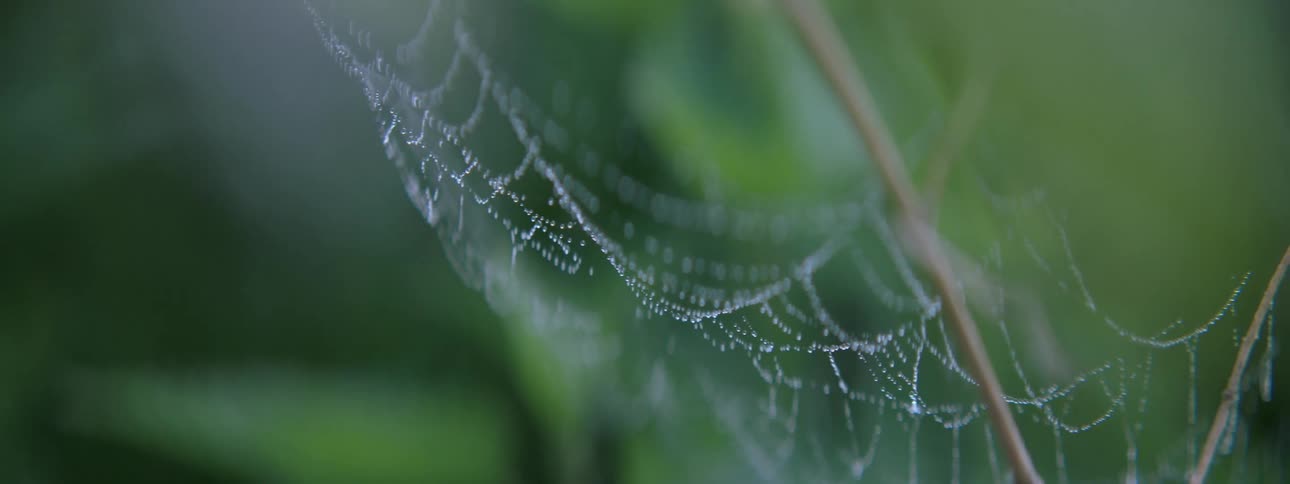 A cobweb covered in morning dew