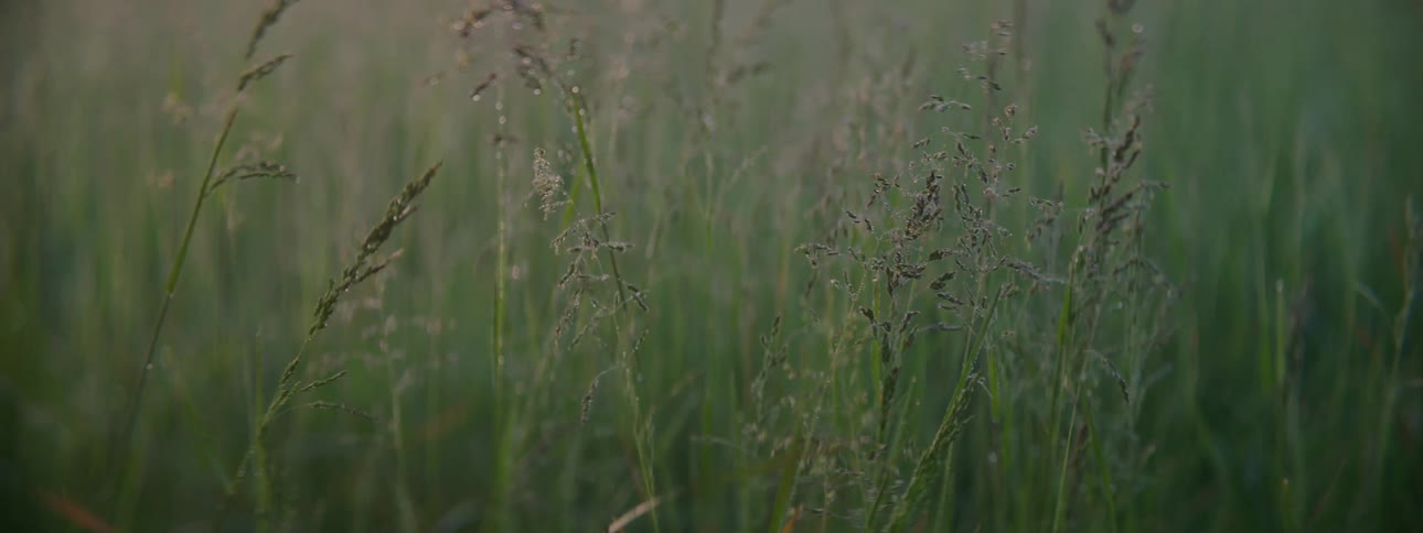 Several stalks of tall green grass moving with a bit of wind blowing