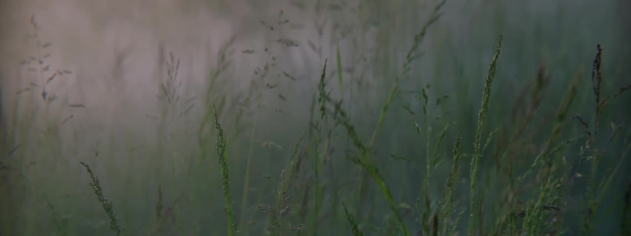Grass grows outdoors on a foggy day