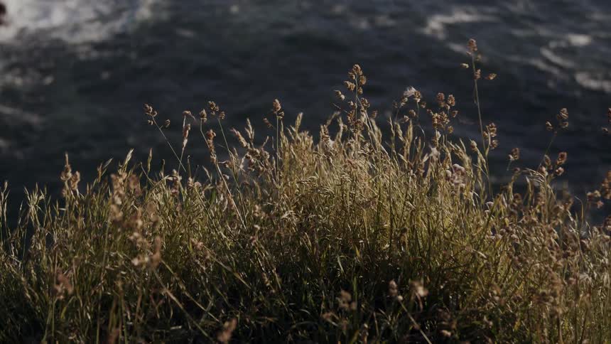 Grass grows near the coast