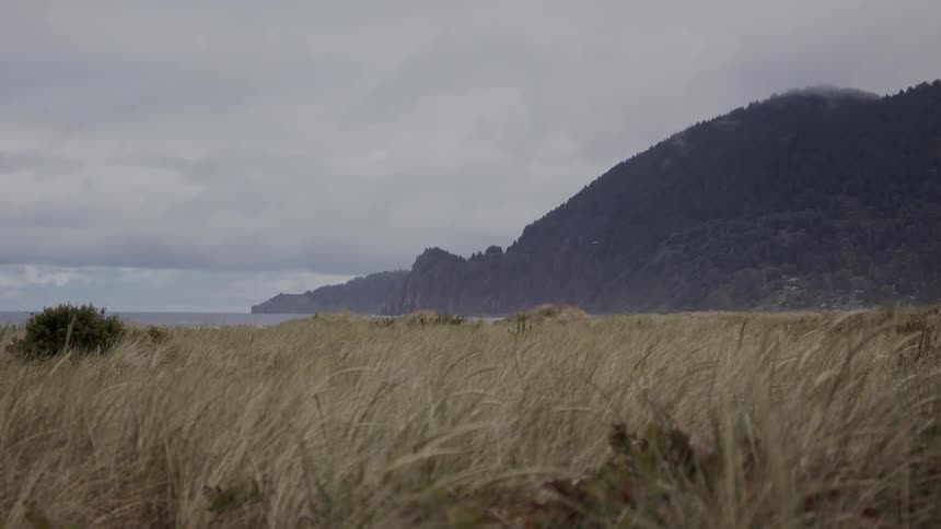 A meadow facing the beach on a cloudy day