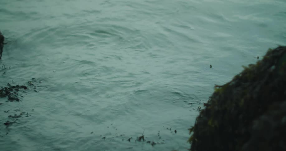 Plants bob up and down in water