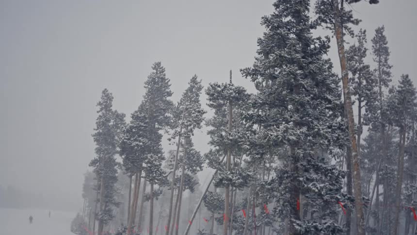 Conifers on a snowcovered mountain on a snowy day