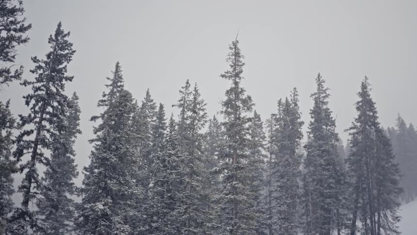 Snow falls on pine trees in a forest
