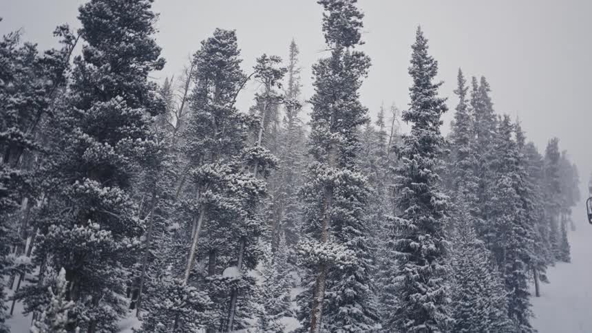 A snow covered forest
