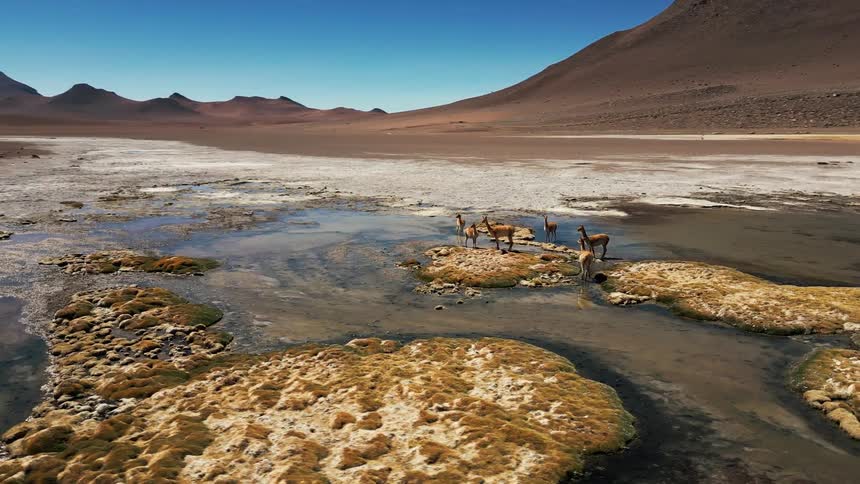 A group of antelope standing in a shallow river