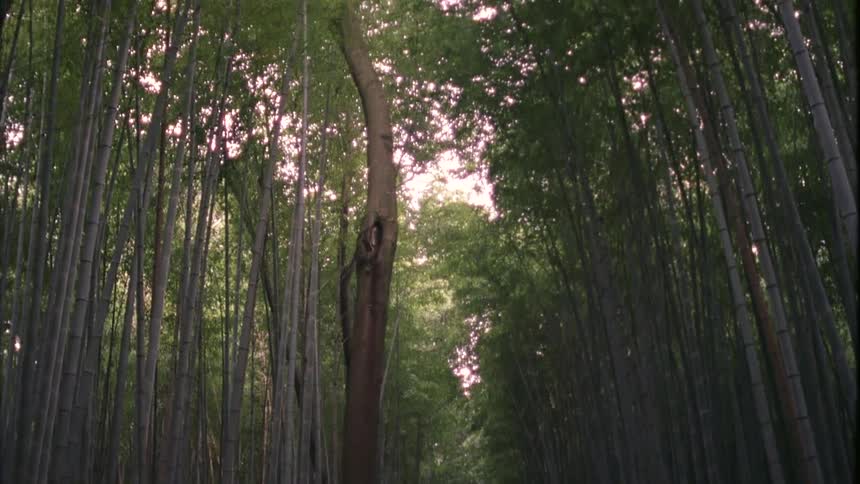 A dirt path surrounded by grass and huge thin bamboo trees with green leaves