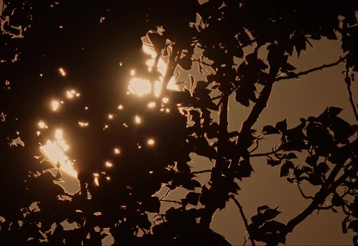 The silhouette of a tree blowing in the wind against a full glowing yellow sun
