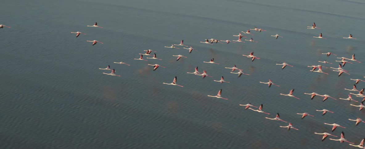 A flock of birds fly just above the surface of a body of water