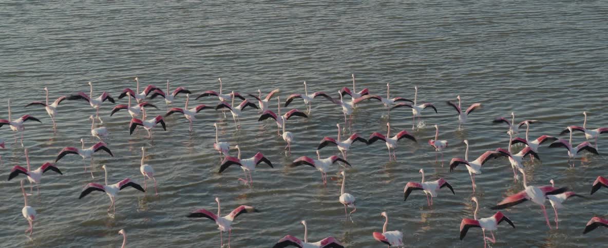 Group of flamingos walking in the sea and then flying