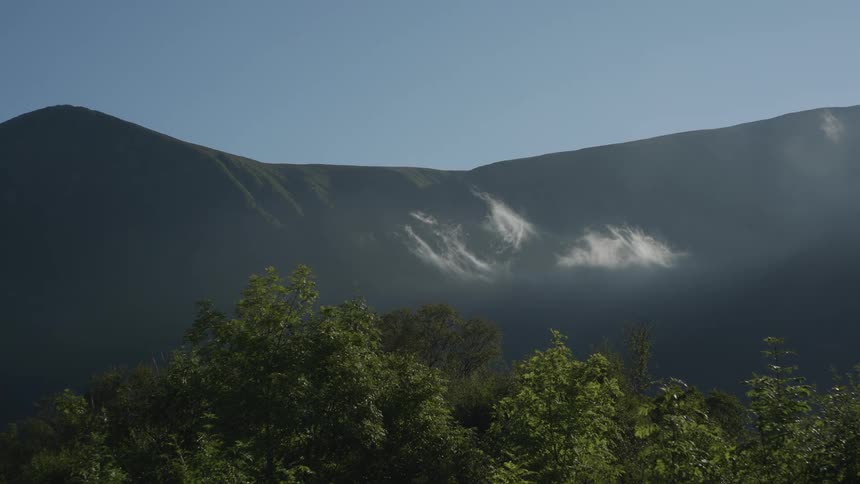 A forest is before the mountain range