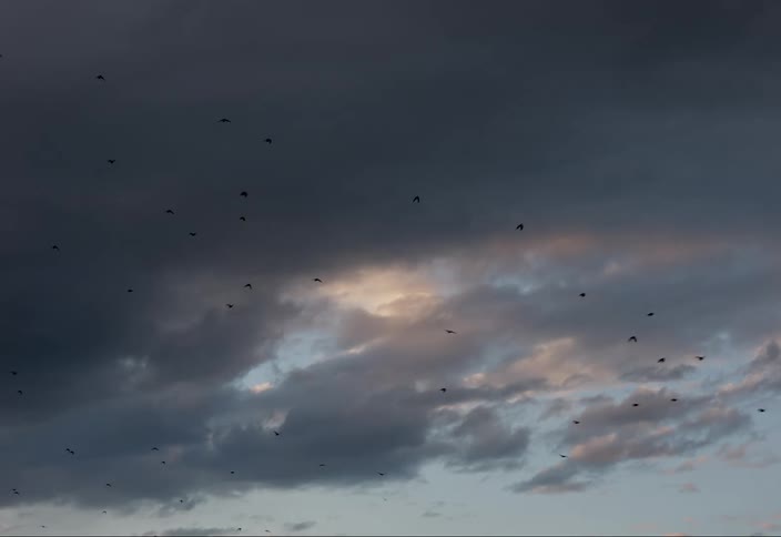 Crows flying through the sky with evening clouds