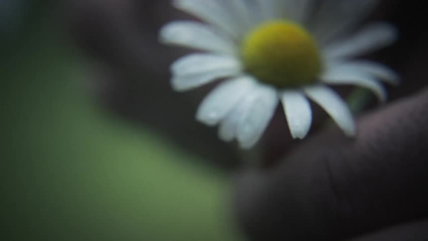 A human hand collecting a flower with white petals and yellow center