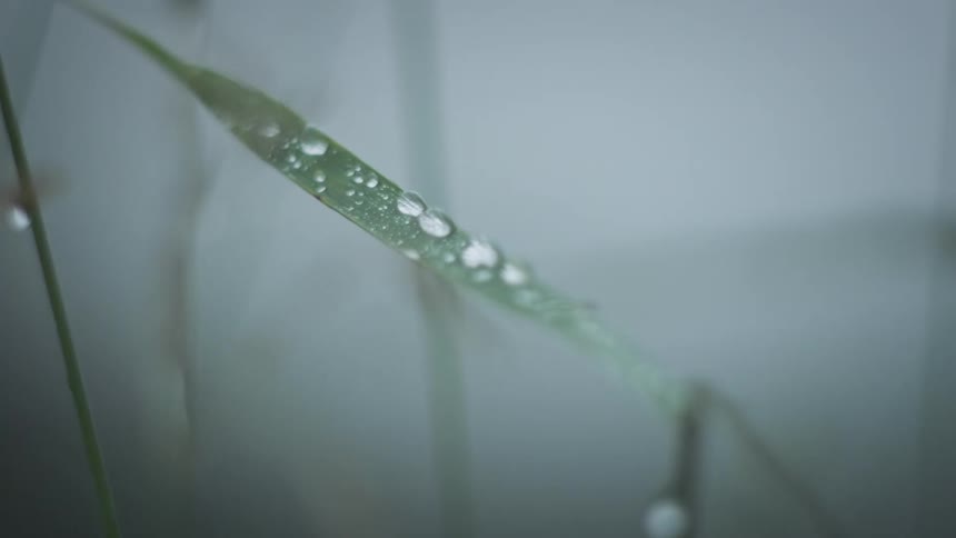 A plant with dew on a leaf