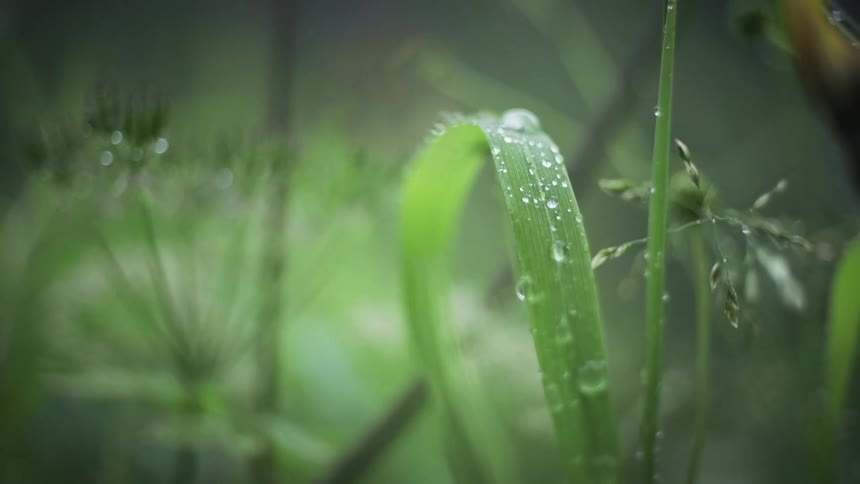 The grass is covered with dew