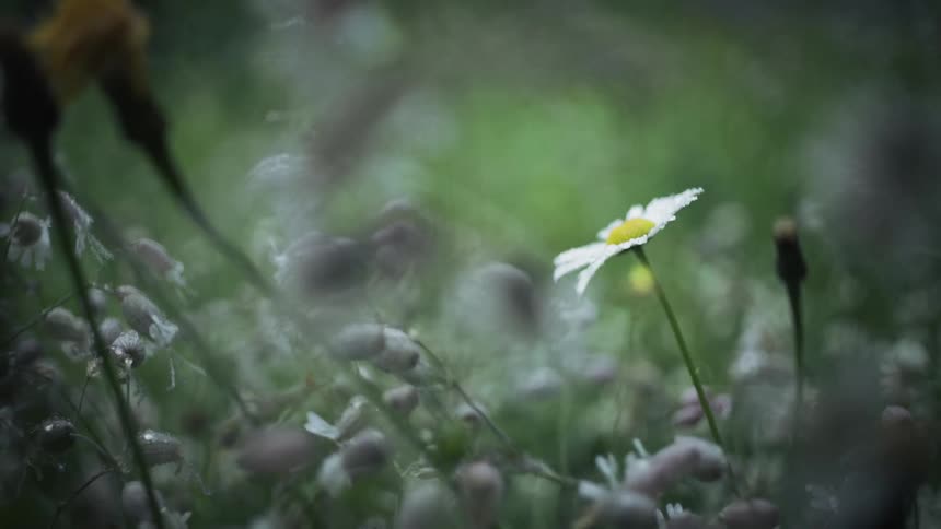 Flower with white petals of a daisy and a lawn