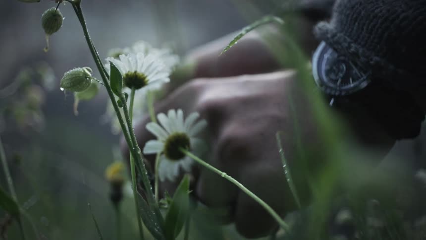 Hands of a person cutting a white flower from a garden