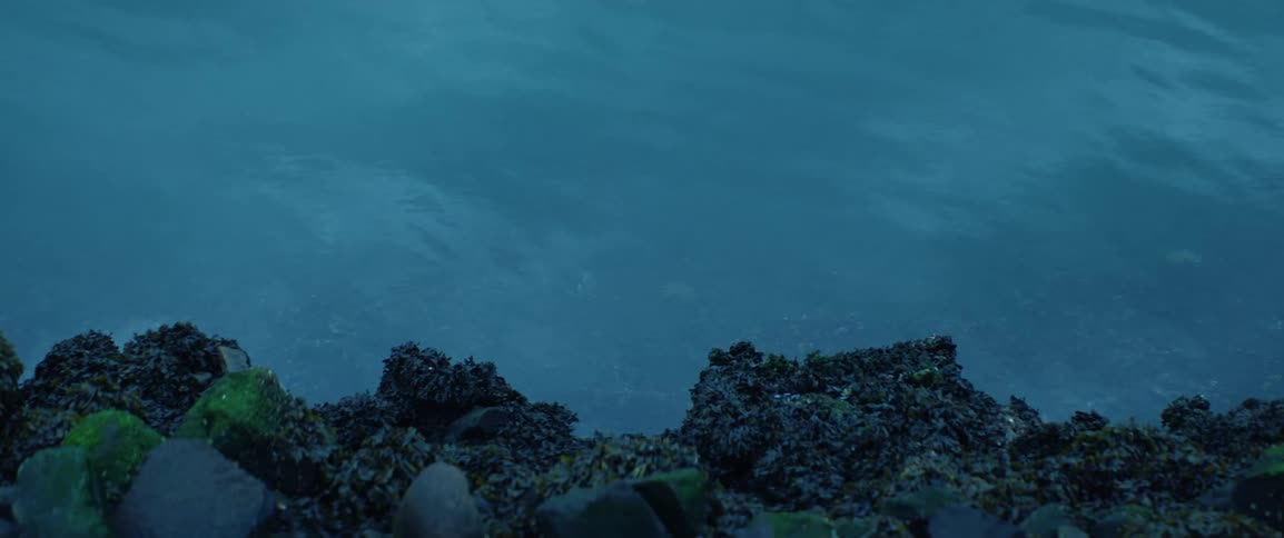 Crabs slowly move beneath the water surface at dusk