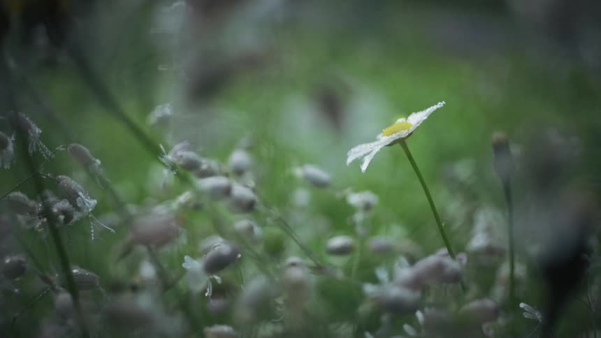 A flower grows in nature