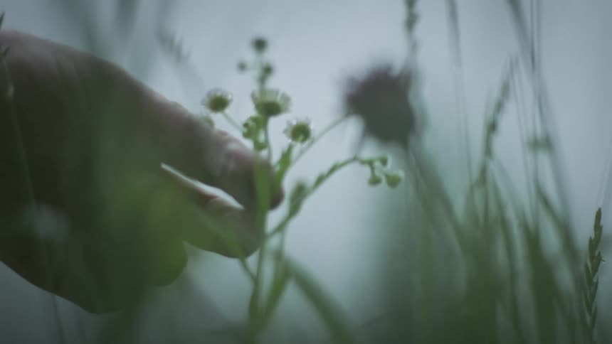 Close up of hands picking up small wild flowers