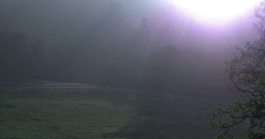 A foggy forest