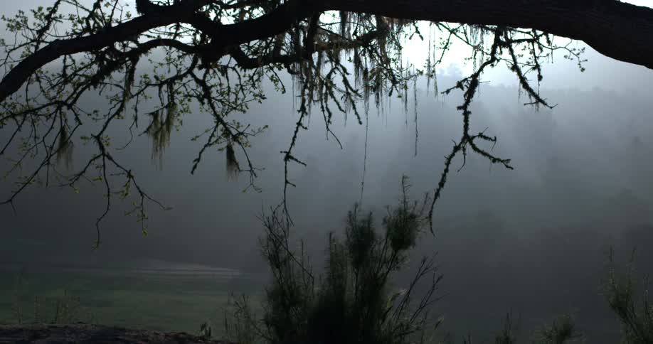 A foggy day in the woods