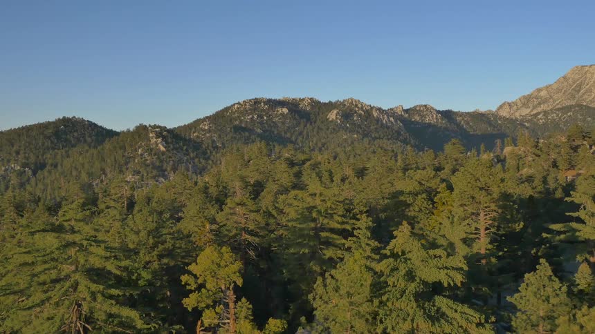 A forest is seen from above