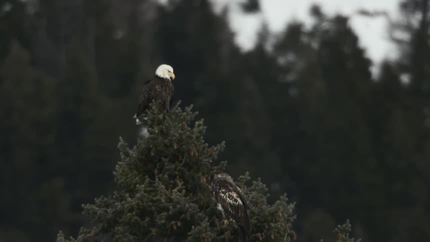 Two eagles on top of a pine tree