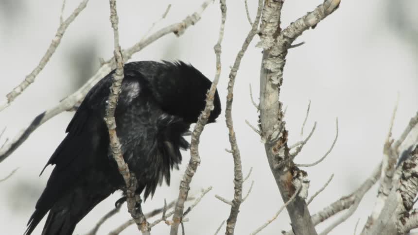 A raven sits on a tree branch looking around and preening