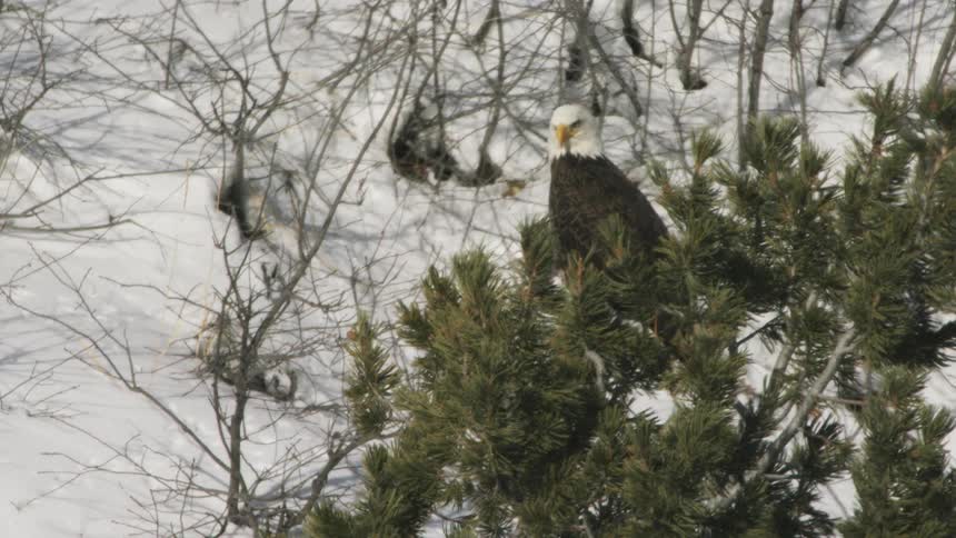 An eagle sitting in a tree looking around