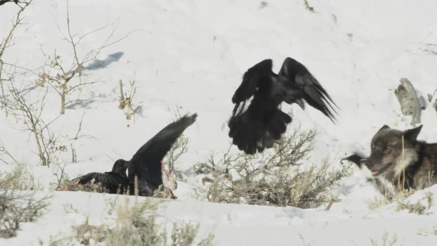 A wolf chasing ravens off of a carcass