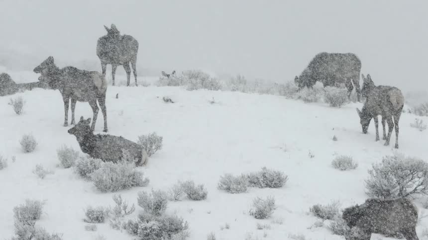 A herd of elk grazing in a snowstorm