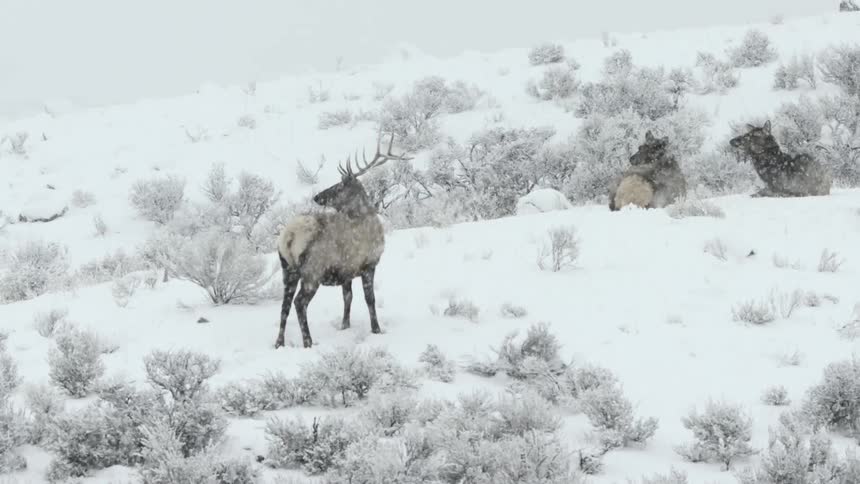 A bull elk in a snowstorm