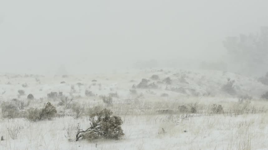 A snowy landscape with sparse vegetation during a snow storm
