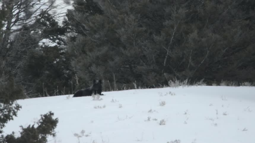 A wolf lying in the snow